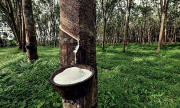 Thanh khoản suy yếu, giá cao su RSS3 đi ngang  quanh mốc 2.110 USD/tấn