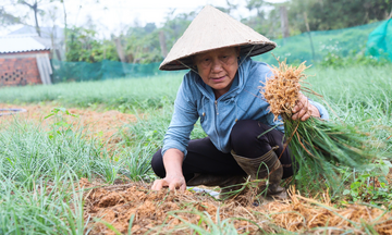 Kiệu được giá, nông dân Hà Tĩnh phấn khởi một mùa bội thu