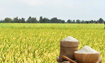 Giá lúa gạo hôm nay ngày 27/12: Gạo thơm dẻo neo cao, lúa giữ giá