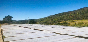 Phát triển làng nghề miến dong Phia Đén gắn với xây dựng nông thôn mới