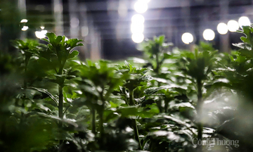 Thủ phủ hoa Tết ở Hà Tĩnh rực sáng, kỳ vọng vụ mùa thắng lợi