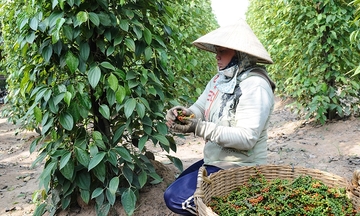 Thị phần hồ tiêu của Việt Nam tại Trung Quốc tăng vọt lên 43,3%