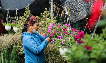 Nhộn nhịp thị trường cây cảnh ở Hà Tĩnh dịp cuối năm