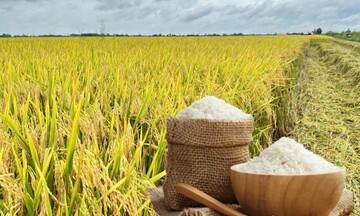 Giá lúa gạo hôm nay ngày 29/12: Thị trường trầm lắng