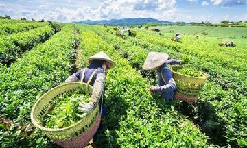 Bộ Công Thương nỗ lực, giải phóng thành công gần 500 container chè kẹt tại Pakistan