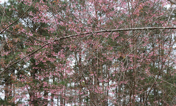 Hàng ngàn người đổ về khu du lịch Măng Đen trong ngày đầu năm mới 2026