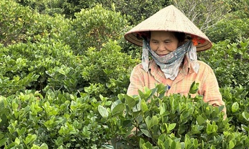 Phú Thọ: Làng hoa Đức Bác vào vụ tết, nông dân chạy đua với thị trường