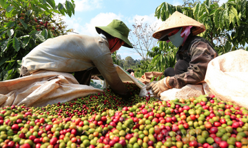 Infographic | Năm 2025, xuất khẩu nông, lâm, thủy sản chạm đỉnh mới