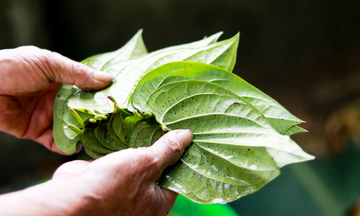 Làng trầu ‘tiến vua’ trăm năm tuổi ở Hà Tĩnh vào vụ Tết