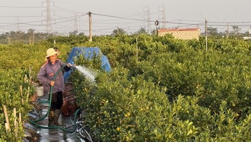 Vùng trồng quất cảnh Mễ Sở tất bật chuẩn bị nguồn cung cho dịp Tết