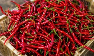 Ớt vươn lên mặt hàng lớn nhất trong nhóm rau củ xuất khẩu