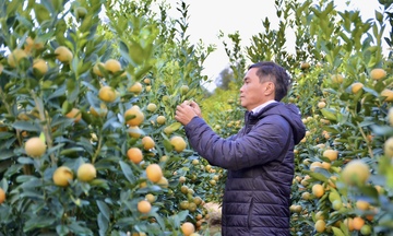 Đà Nẵng: Quất cảnh Hội An Tây nhộn nhịp chuẩn bị vụ Tết