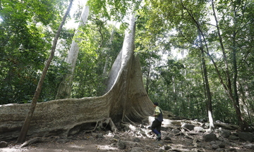 Lâm Đồng: Quyết liệt bảo vệ rừng dịp cao điểm tết Bính Ngọ 