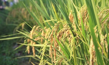 'Hộ chiếu xanh' mở đường nâng tầm hạt gạo Việt