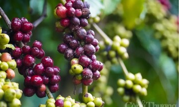Giá cà phê toàn cầu tăng cao, xuất khẩu Việt Nam hưởng lợi lớn