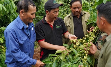 Minh bạch xuất xứ từ sớm: Bảo vệ thương hiệu và uy tín quốc gia