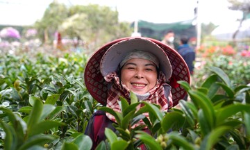 Nghệ An: Làng nghề hoa - cây cảnh rộn ràng vào vụ Tết 