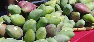 Xoài Việt Nam chiếm ưu thế tại thị trường Trung Quốc