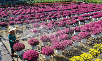 Làng hoa Sa Đéc bước vào cao điểm chăm hoa Tết 2026