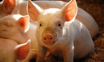 Giá heo hơi hôm nay 9/1/2026: Tiếp đà tăng giá, lập đỉnh mới