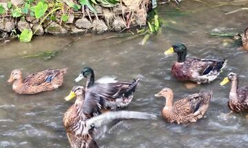 Mường Lạn đánh thức lợi thế giống vịt cổ xanh, hướng tới sản phẩm OCOP