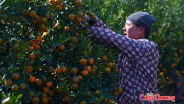 Quất gỗ lũa độc lạ giúp nhà vườn Tứ Liên ‘hái lộc’