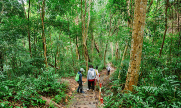 Đánh thức 'vàng xanh' carbon từ rừng Gia Lai