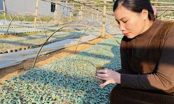 Bí thơm Yến Dương và hành trình đổi đời của người dân vùng cao