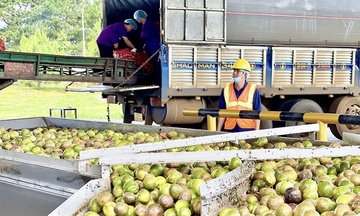 Gia Lai: Mở đường cho nông sản bước sâu vào 'sân chơi' toàn cầu