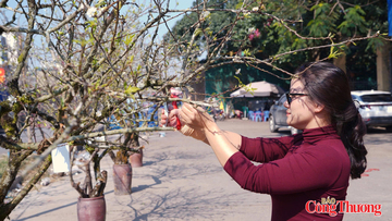 Đào, lê xuống phố sớm, chợ hoa Hà Nội vào xuân