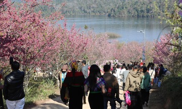  Lễ hội hoa Anh Đào Mường Phăng thúc đẩy liên kết du lịch Điện Biên