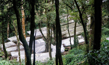 Quảng Ngãi: Phát triển dược liệu gắn chế biến sâu, du lịch sinh thái