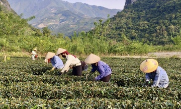 'Ươm mầm' thương hiệu nông sản từ đất Mường Lạn, Điện Biên