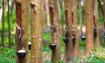 Xuất khẩu cao su đạt gần 3,33 tỷ USD trong năm 2025