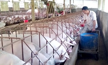Nguồn cung phục hồi, giá heo hơi năm 2026 khó tăng mạnh