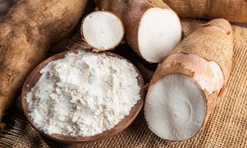 Xuất khẩu sắn nối dài chuỗi tăng 11 tháng liên tiếp