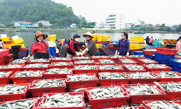 Nghệ An: Khai thác và nuôi trồng thuỷ sản tăng trưởng ấn tượng