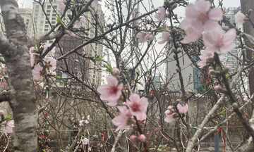 Đào rừng xuống phố, hút khách chơi Tết sớm