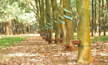 Ngành cao su Việt Nam tăng tốc xanh hóa để vượt áp lực thị trường