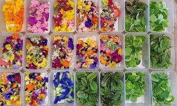 Rau decor mở lối cạnh tranh cho hợp tác xã nông nghiệp