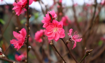 Chùm ảnh: Hà Nội rực rỡ sắc đào những ngày tháng Chạp 