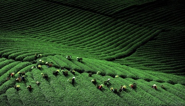 Xuân về trên những miền trà Olong Lâm Đồng