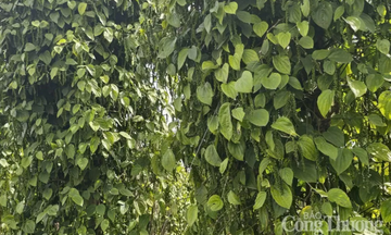 Xuất khẩu hồ tiêu của Việt Nam khởi sắc ngay trong đầu năm 2026