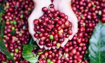 Giá xuất khẩu cà phê của Việt Nam năm 2025 tăng gần 40%