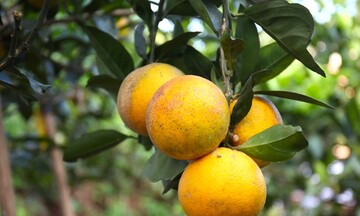 Cam Xã Đoài mất mùa, 100 nghìn đồng/quả vẫn khó mua