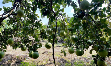 Bưởi da xanh Đồng Tháp tăng tốc vào vụ Tết 2026