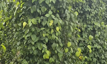 Giá hồ tiêu xuất khẩu của Việt Nam lập mặt bằng mới trong năm 2025