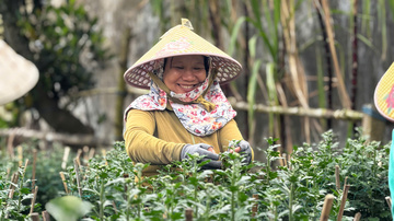 Quảng Ngãi: Thủ phủ hoa phấn khởi vì 'chốt đơn' khi hoa vừa ra bông