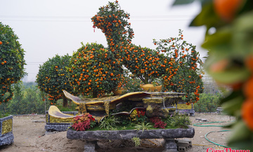 Độc lạ cây cảnh hình ngựa giá hàng chục triệu dịp Tết Bính Ngọ