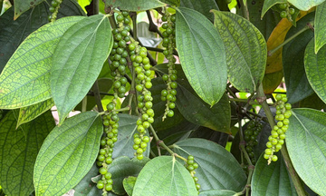 Giá tiêu hôm nay 25/1/2025: Đi ngang